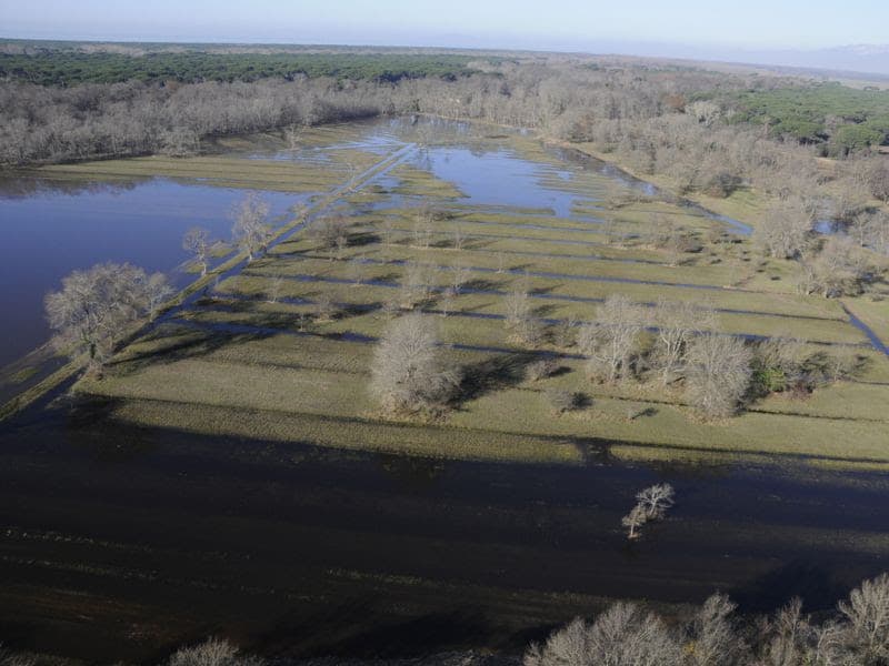 Le bellezze del Parco di San Rossore a Mela Verde