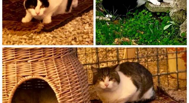 Da Viareggio a Camaiore, i tre gatti &#8220;sfrattati&#8221; della scuola ospiti del rifugio &#8220;I Miciottoli&#8221;