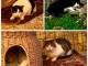 Da Viareggio a Camaiore, i tre gatti “sfrattati” della scuola ospiti del rifugio “I Miciottoli”