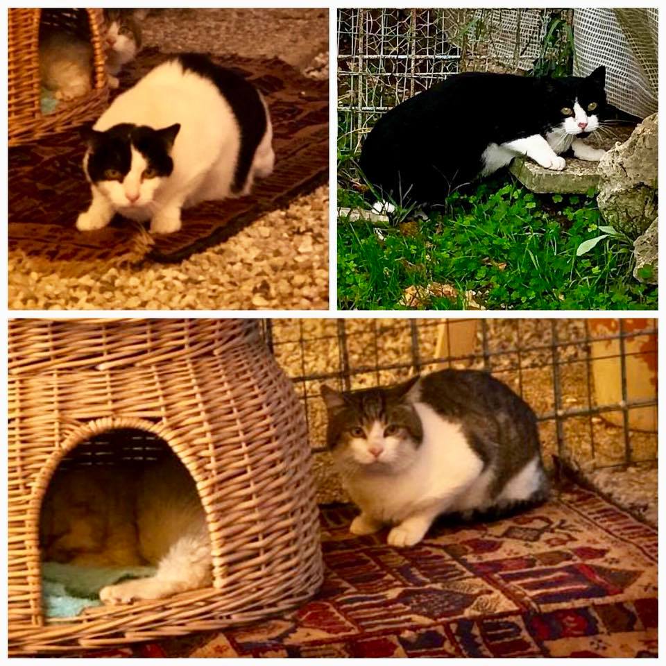 Da Viareggio a Camaiore, i tre gatti “sfrattati” della scuola ospiti del rifugio “I Miciottoli”