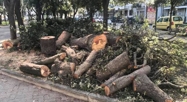 Piazza Piave, Santini: &#8220;Abbattuti gli alberi piantati per ricordare i viareggini morti al fronte&#8221;