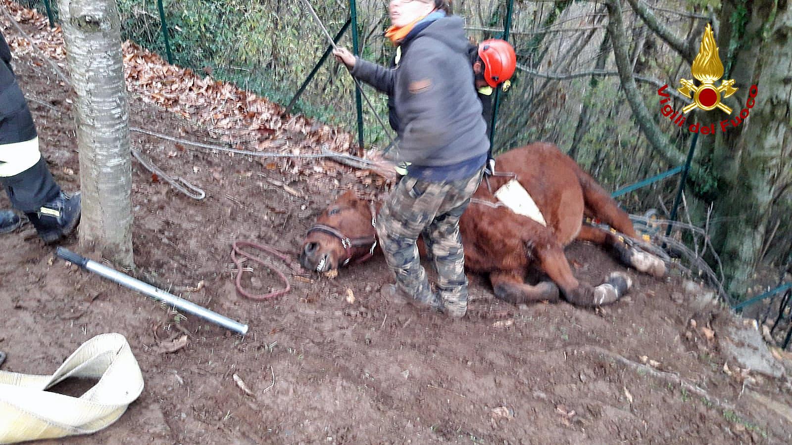 Cavallo precipita in un dirupo e si ferisce, salvato dai vigili del fuoco