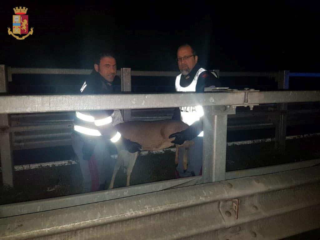 Capriolo ferito in autostrada, la Polstrada ferma il traffico per salvarlo