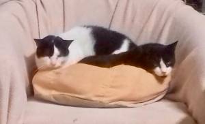 IMG 20181108 WA0005