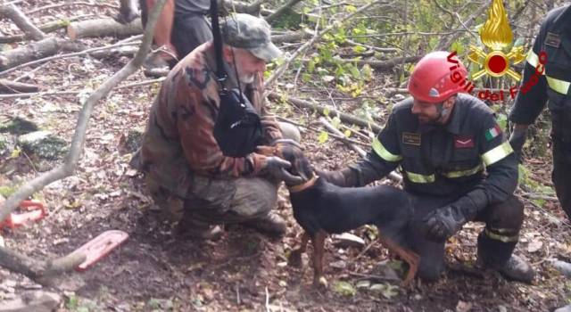 Cane intrappolato in un cunicolo, salvato dai pompieri dopo ore