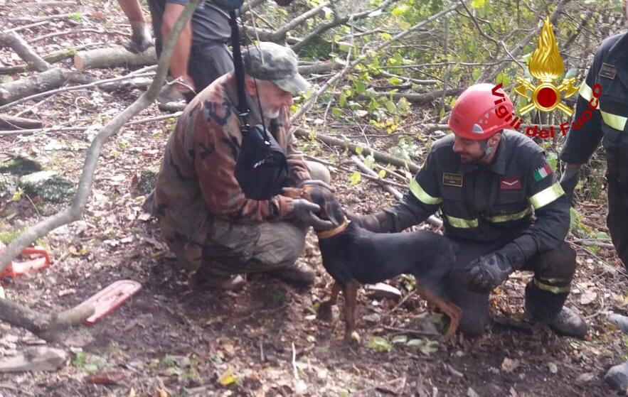 Cane intrappolato in un cunicolo, salvato dai pompieri dopo ore