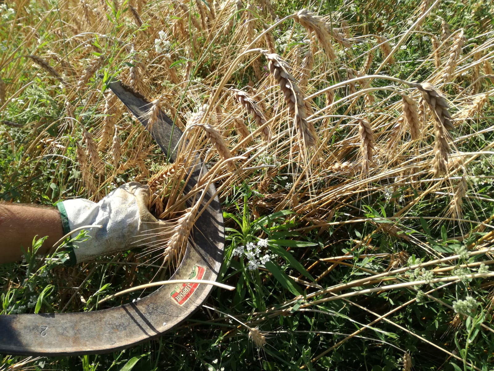 Grani antichi della Versilia protagonisti a Prim’olio Primovino