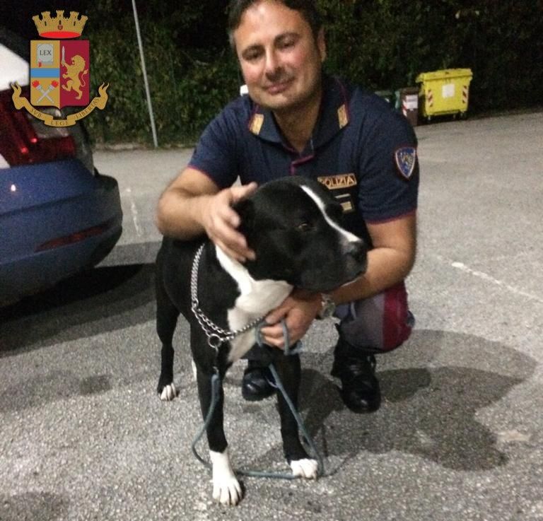 Mette il pitbull a guardia di 20 chili di droga: arrestato dalla Polstrada di Viareggio in A12