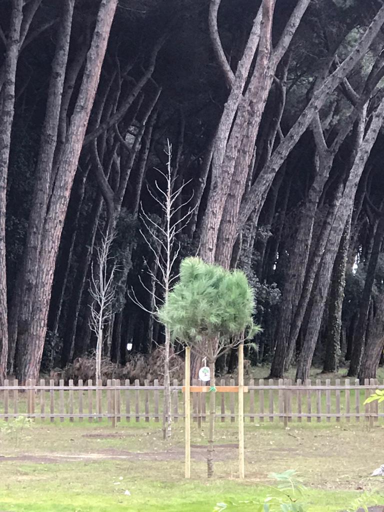 Festa dell’albero in pineta: “Abbiamo piantato una nuova speranza”