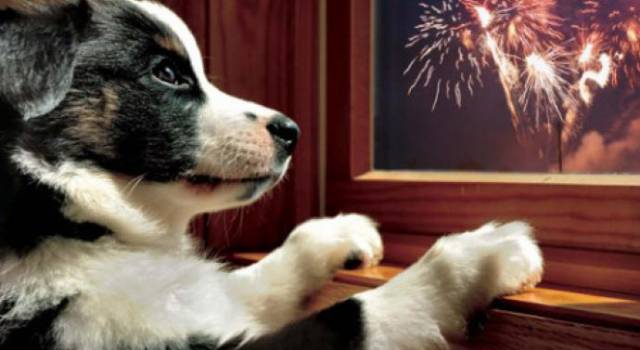 Botti di Capodanno, tornati a casa il 90% dei cani fuggiti