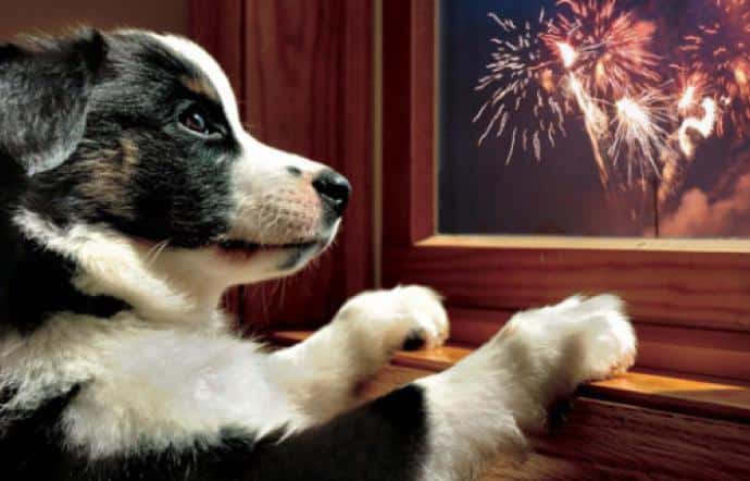 Botti di Capodanno, tornati a casa il 90% dei cani fuggiti