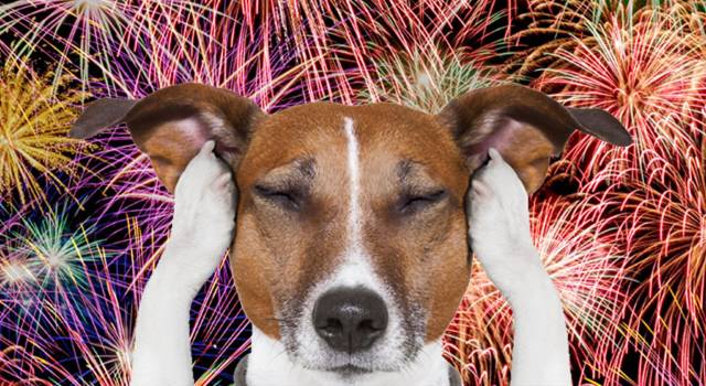 Capodanno, botti e&#8230; cani: il vademecum per evitare paure, ecco cosa fare