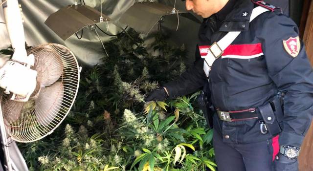 I Carabinieri scoprono una piantagione di marijuana, arrestato un 33enne camaiorese