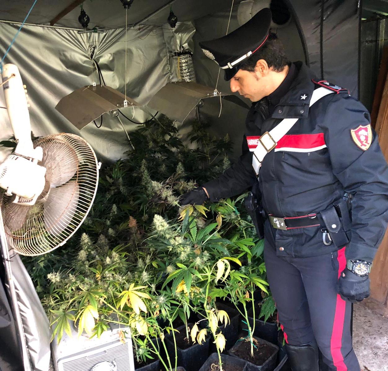 I Carabinieri scoprono una piantagione di marijuana, arrestato un 33enne camaiorese