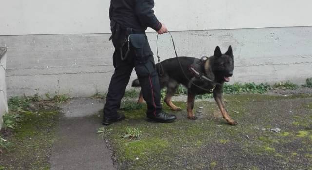 Scuole sicure, i Carabinieri col cane antidroga in Garfagnana e Mediavalle