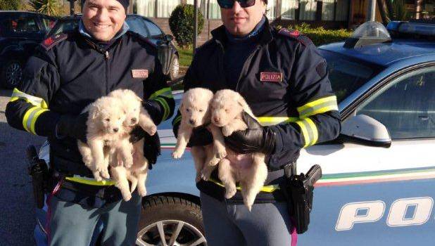 Polstrada, i controlli in Toscana: salvati quattro cuccioli di pastore maremmano abbandonati
