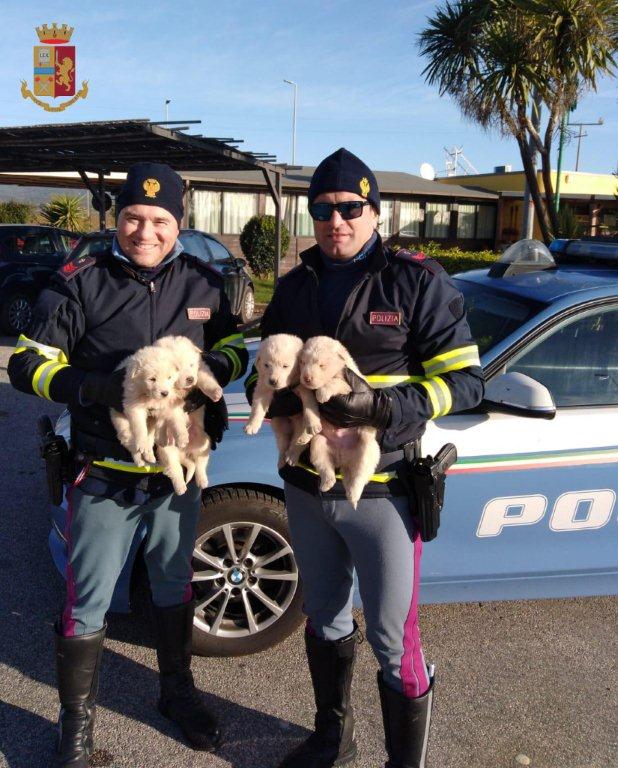 Polstrada, i controlli in Toscana: salvati quattro cuccioli di pastore maremmano abbandonati