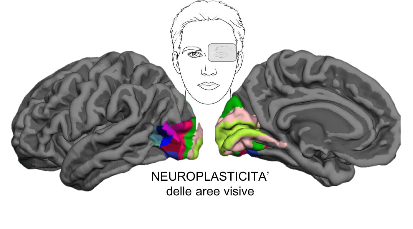 Studio dell’Università di Pisa dimostra la plasticità del cervello anche negli adulti