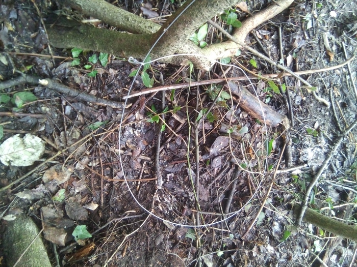 Caccia di frodo alla Lecciona, sequestrate tre trappole con lacci di acciaio