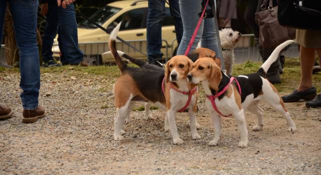 Benedizione degli animali a Valdicastello, edizione record per il 40esimo