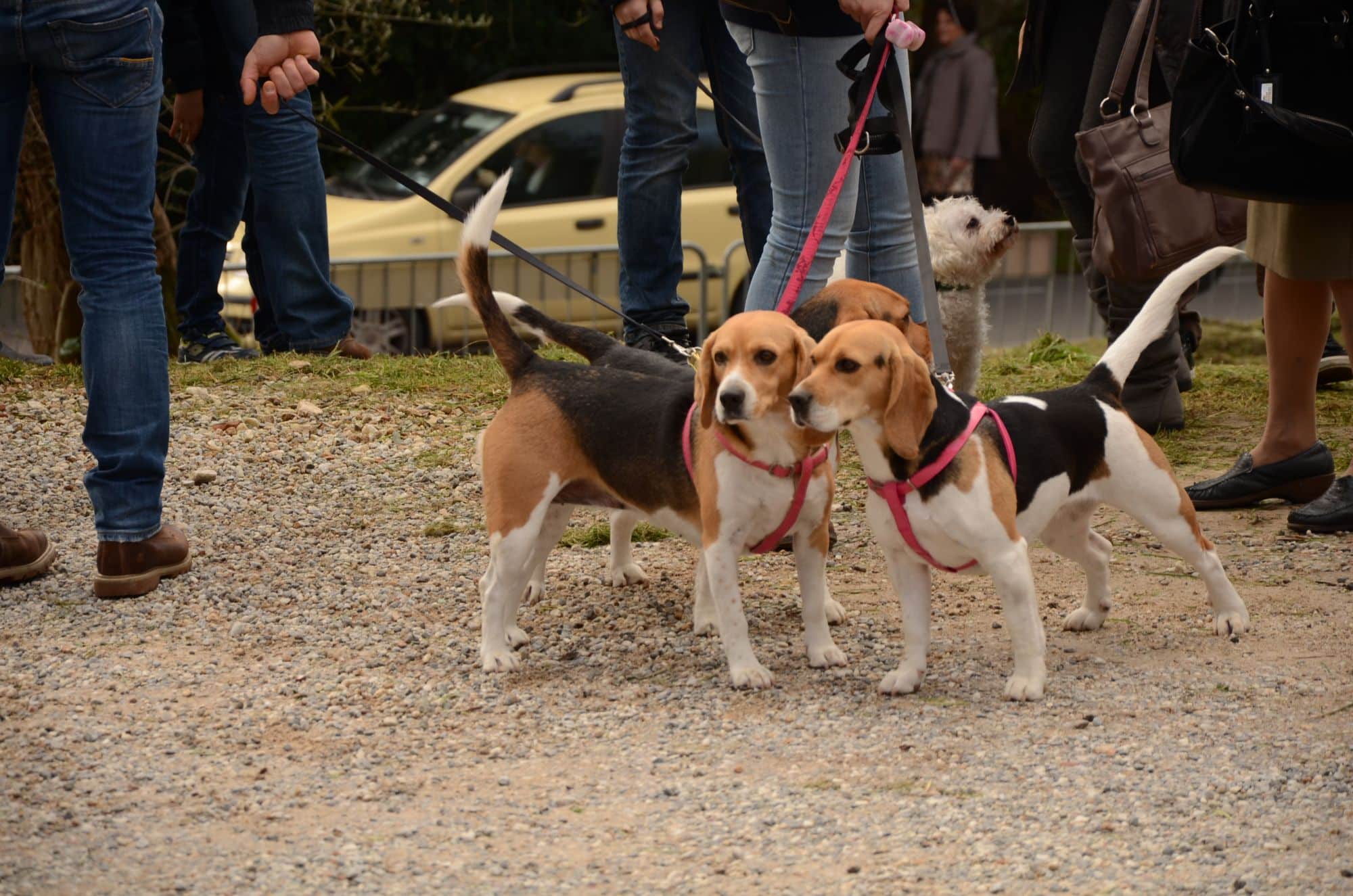 Benedizione degli animali a Valdicastello, edizione record per il 40esimo