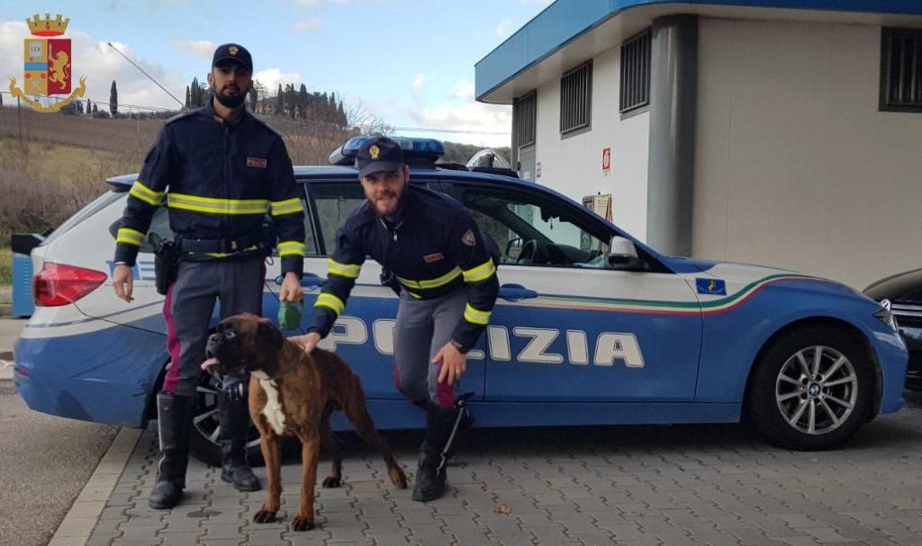 Boxer a zonzo in Autopalio: recuperato dalla Polstrada