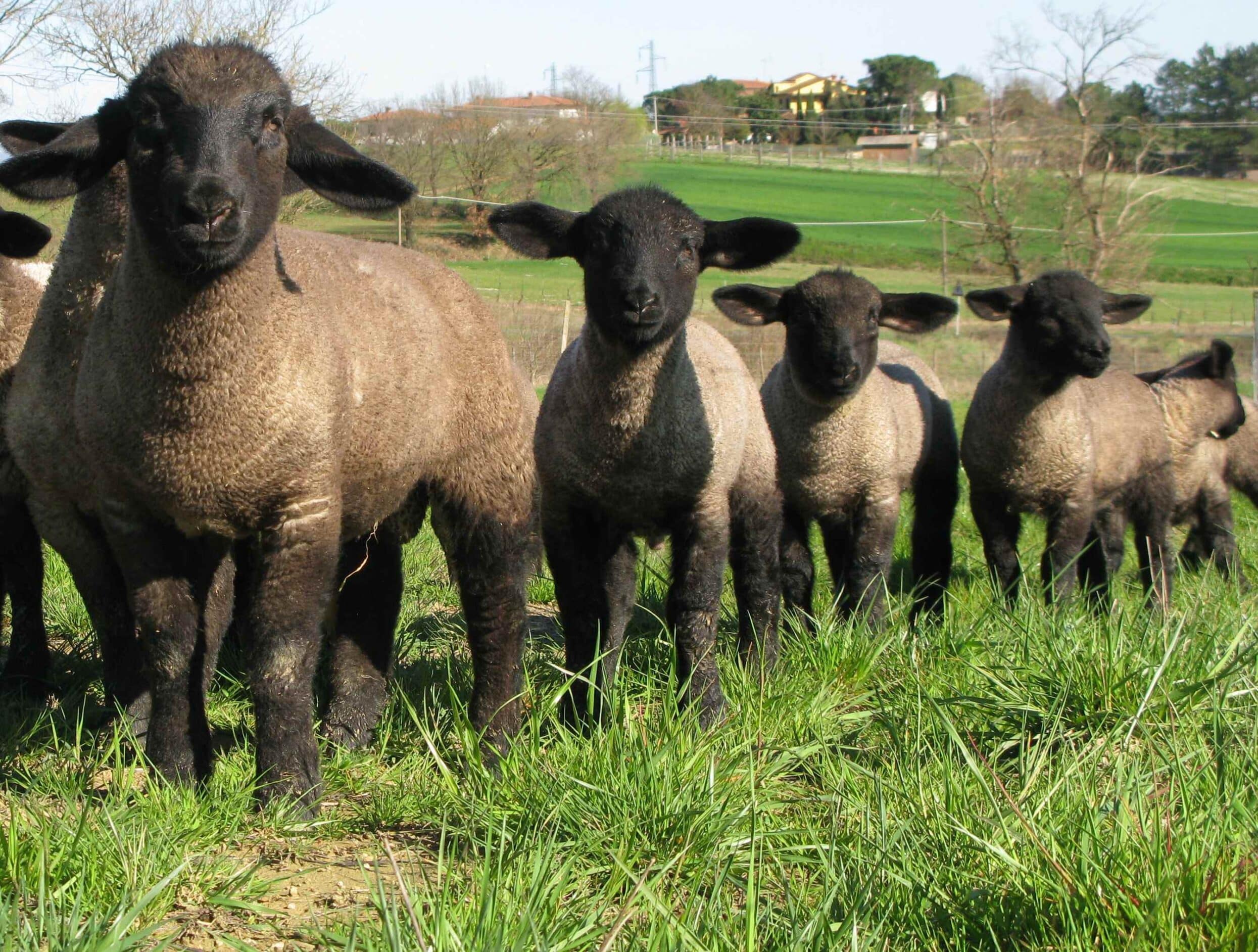 San Biagio: nella vecchia fattoria di Piazza Matteotti, ci sono anche l’Alpaca peruviano e la pecora scozzese