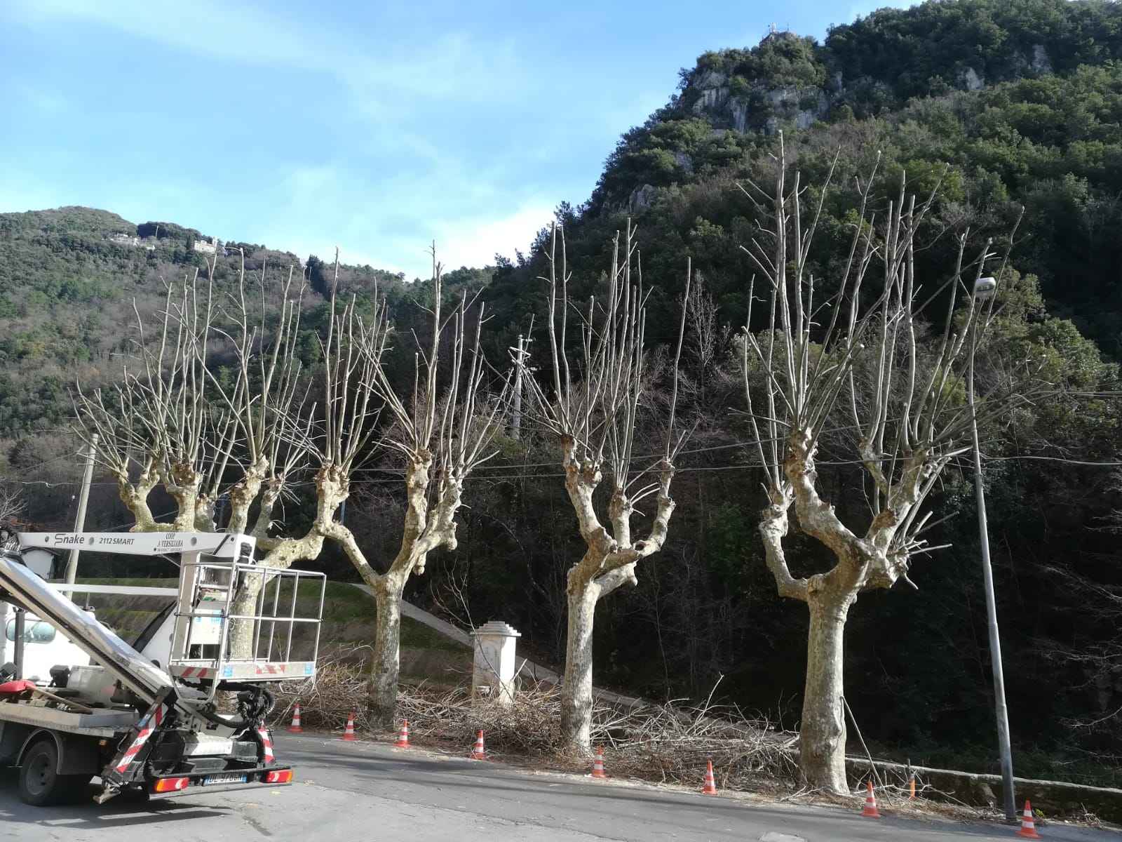 Messi in sicurezza i platani e lecci a Valdicastello