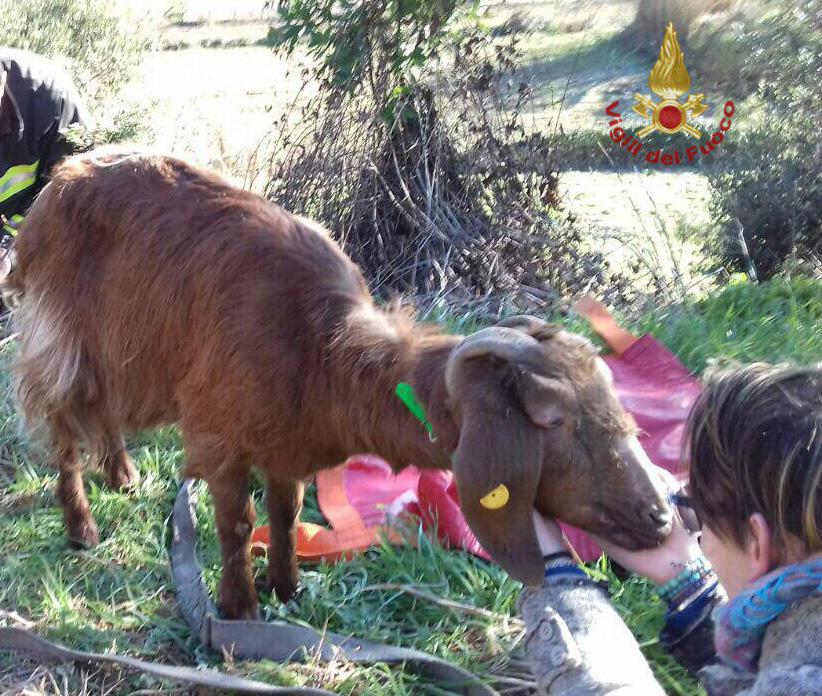 Salvata dai pompieri, la piccola capra era caduta in un burrone