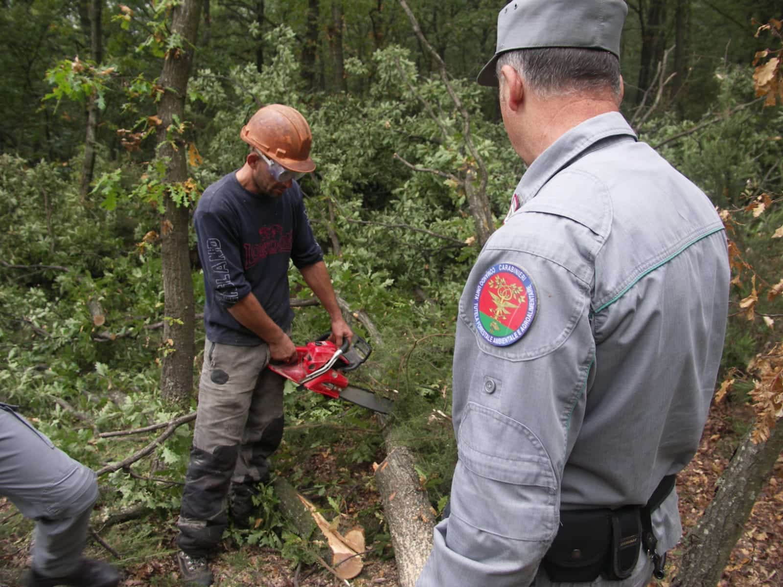 Tagliatori di alberi non in regola con il permesso di soggiorno, denunciati operai e titolare della ditta. Sanzioni per oltre 3000 euro