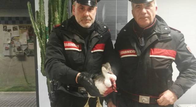 I Carabinieri del pronto intervento salvano airone ferito
