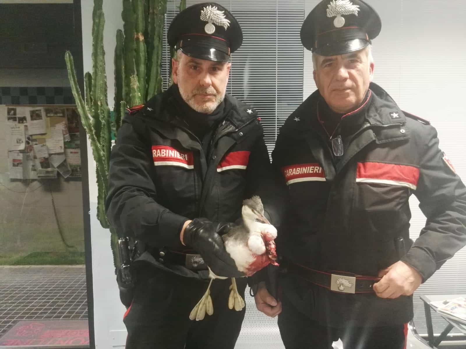 I Carabinieri del pronto intervento salvano airone ferito