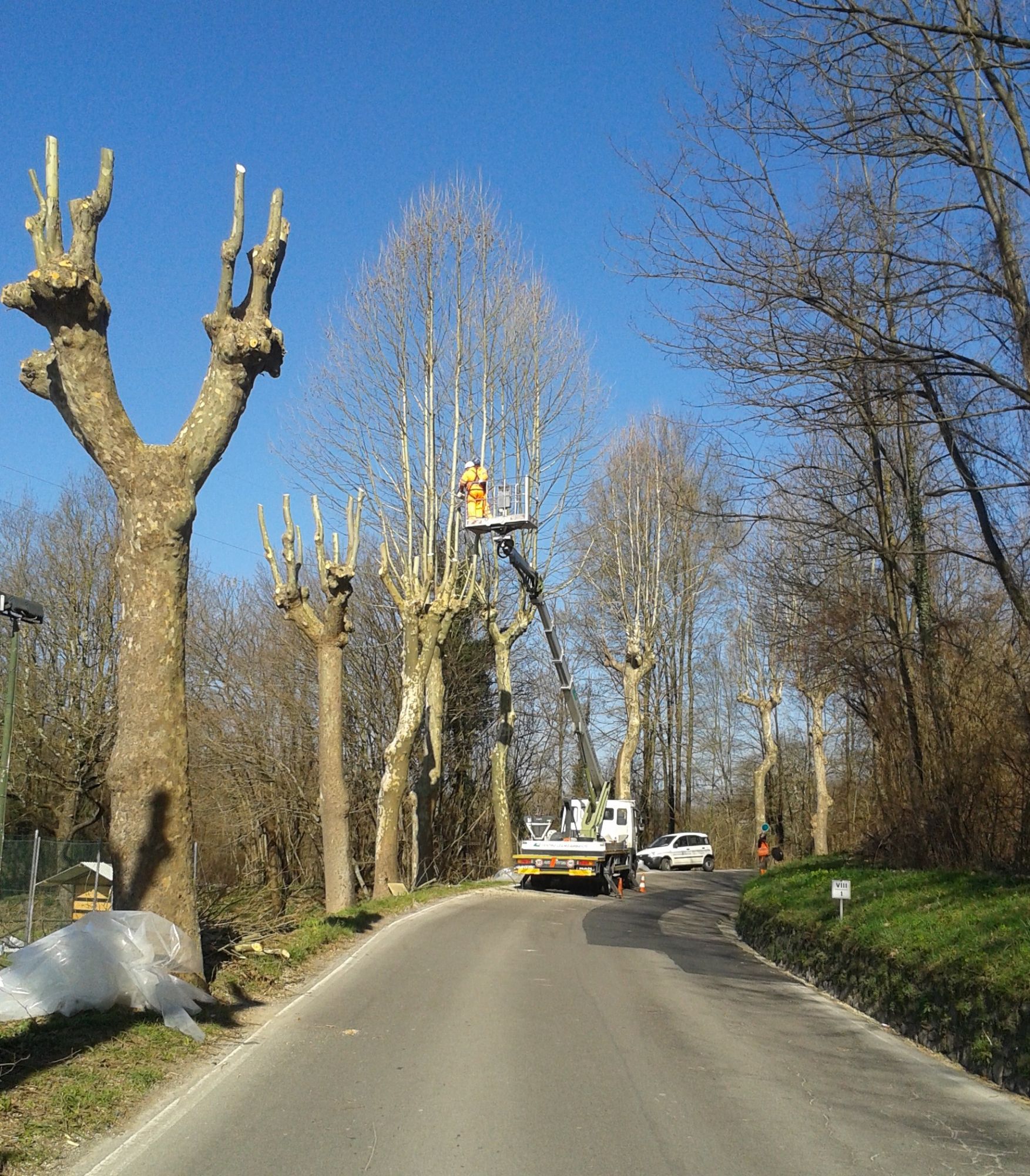 Al via le potature sulla provinciale per Camaiore