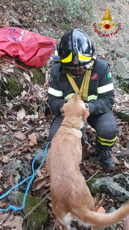 Spaventata dai botti di Capodanno fugge nel bosco e finisce in dirupo, la 4 zampe Una salvata dai pompieri