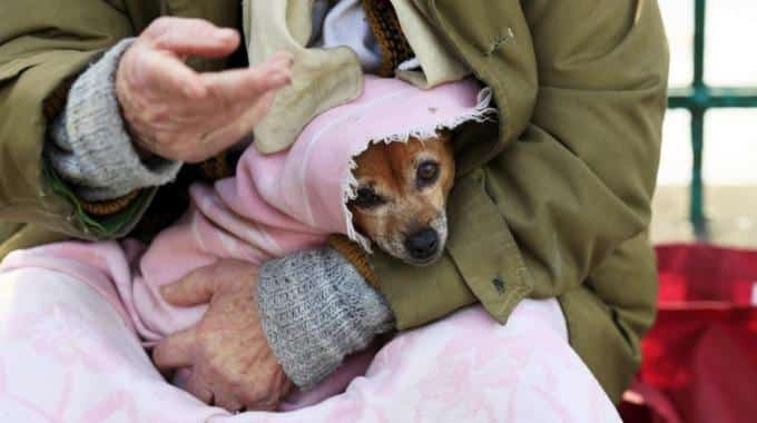 Arriva il grande freddo, i clochard e i loro cani rischiano di morire assiderati