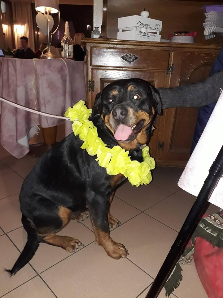 Carnival dog con cena, karaoke e balli: incasso devoluto ai Cani di Anna