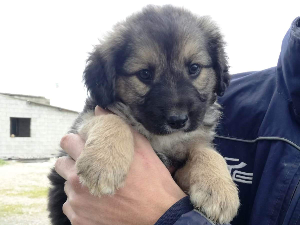 Cuccioli abbandonati per strada, 3 femminucce e 1 maschietto cercano casa