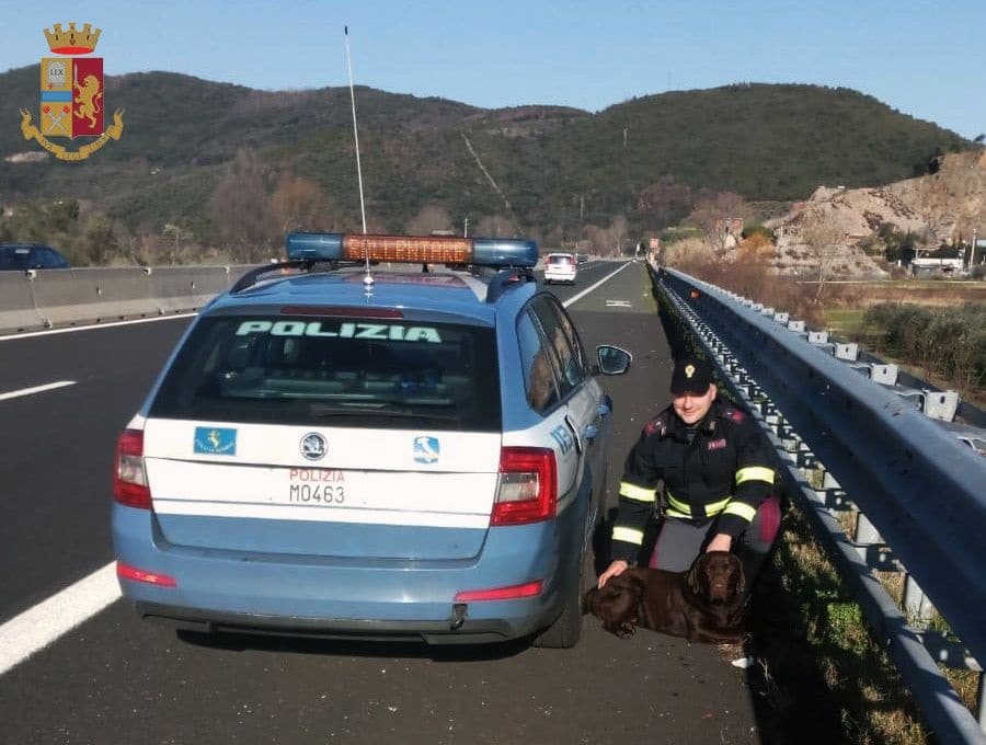 Cane fugge da casa e finisce sull’A/11: la Polstrada lo riaffida al proprietario