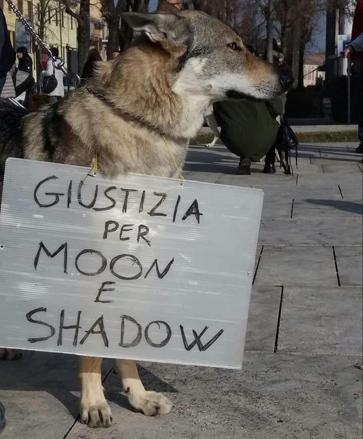 “Giustizia per Moon e Shadow”, l’allevatrice di Lido di Camaiore a Fontevivo per i due cecoslovacchi uccisi a fucilate