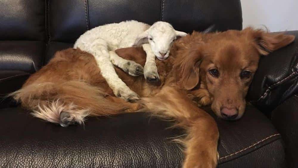 Cena di beneficenza per aiutare i cani e i gatti del rifugio di Anna