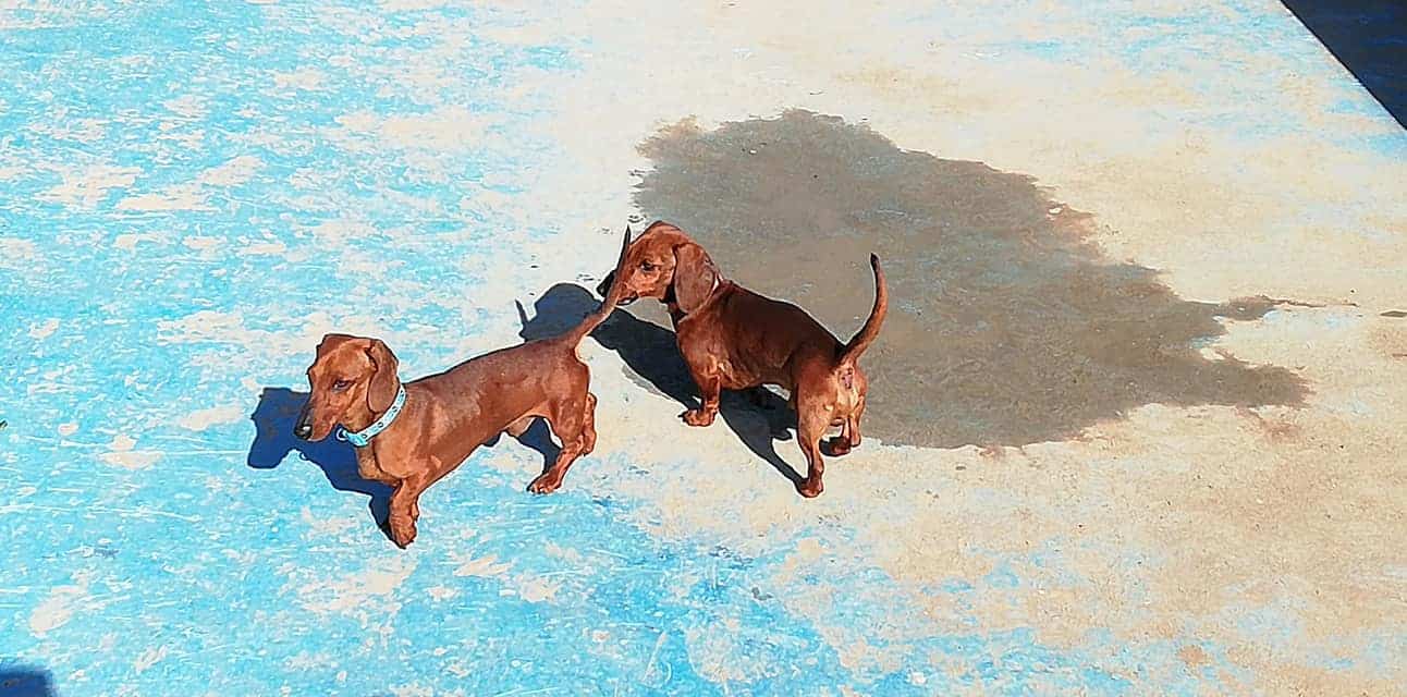 Va al lavoro e trova due bassotti nella fontana sul lungomare