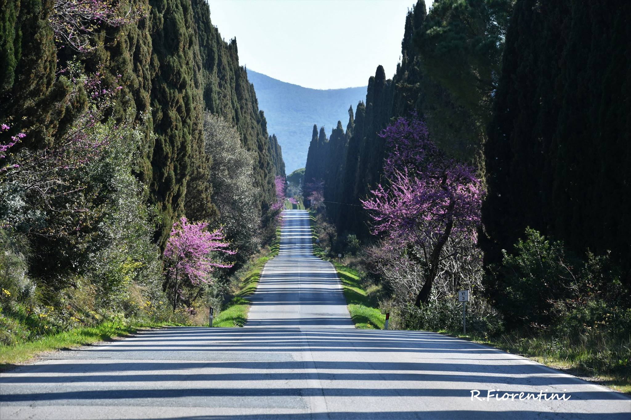 I cipressi di Bolgheri