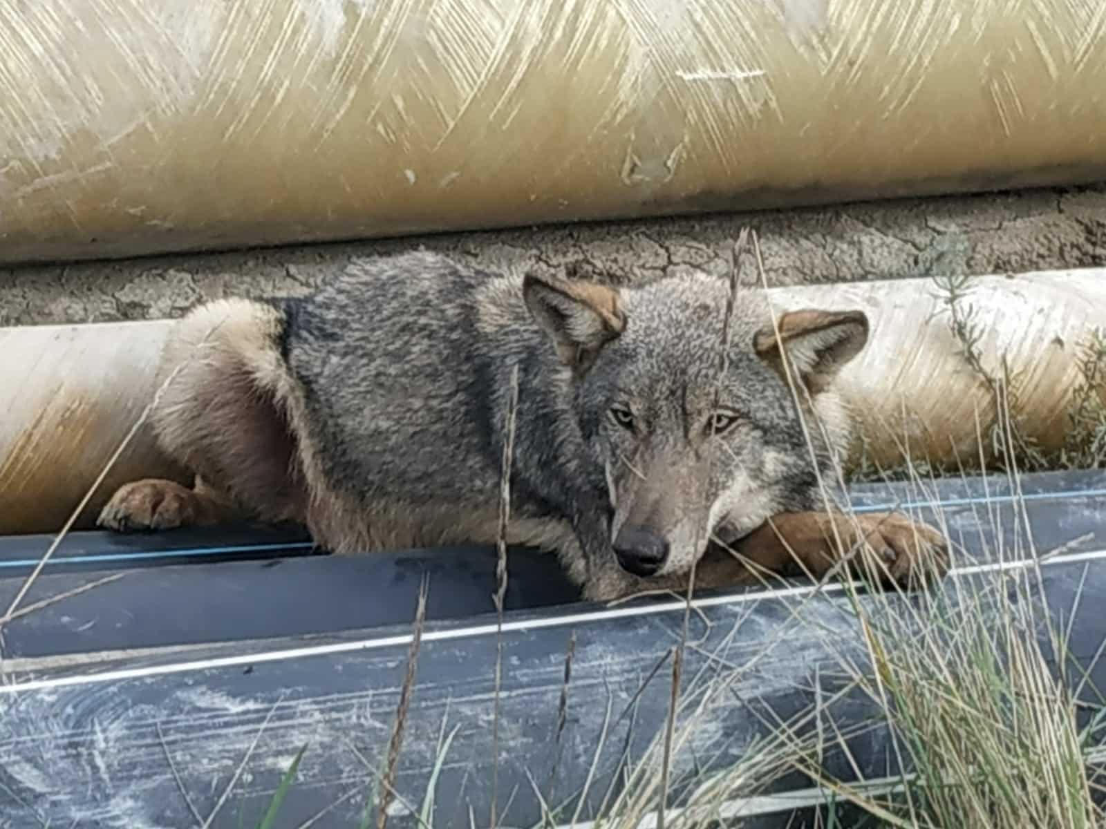 Liberati sull’Amiata Athos e Porthos, i due lupi curati all’Ospedale veterinario dell’Università di Pisa