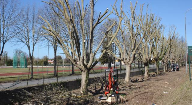 Interruzione via Antichi per potatura alberi