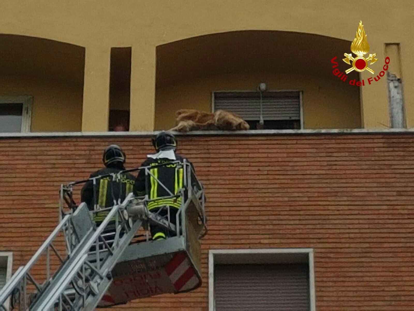 Immobilizzato sul parapetto di un balcone al 4° piano, cane salvato dai pompieri