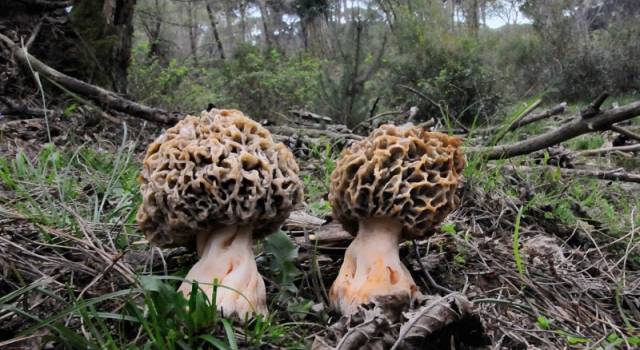 Dalle morchelle ai pioppini, nel Parco arrivano i funghi primaverili (siccità permettendo)