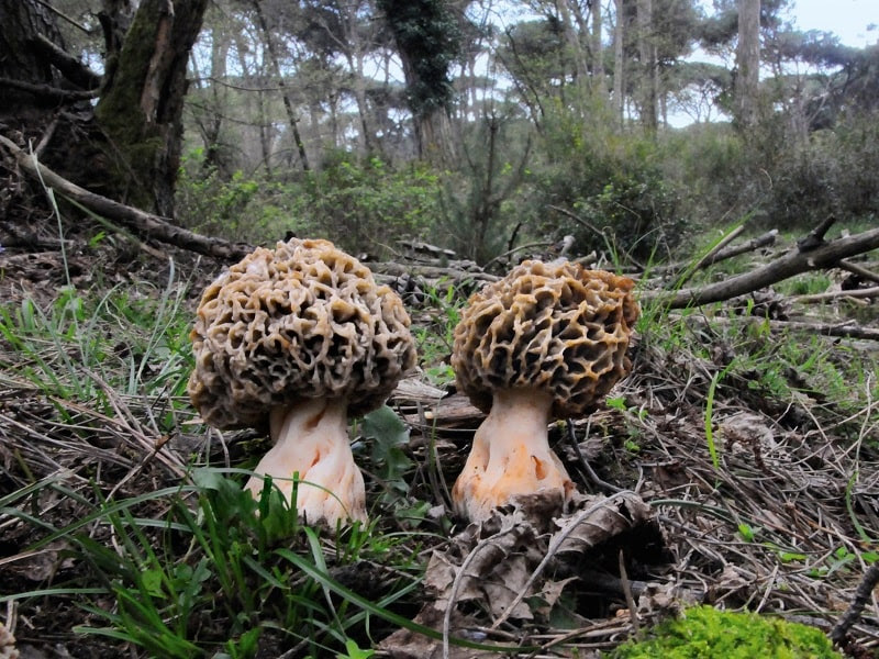 Dalle morchelle ai pioppini, nel Parco arrivano i funghi primaverili (siccità permettendo)