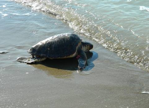 La tartaruga Olivastra è tornata in mare