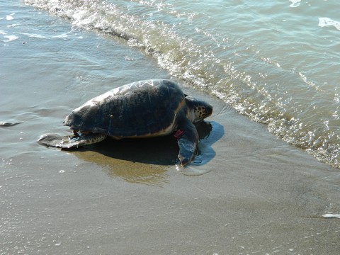La tartaruga Olivastra è tornata in mare