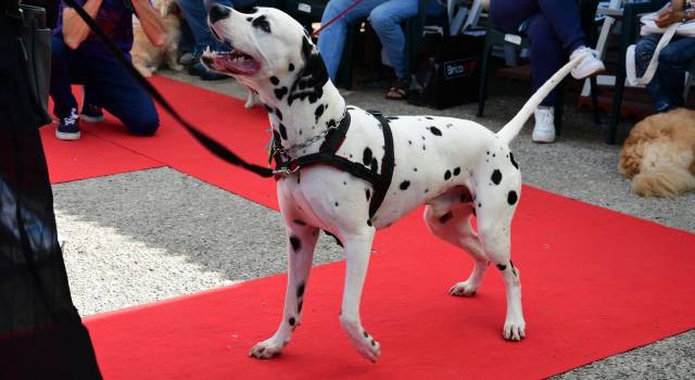 Torna il Dog Show al Brico Io: invitati speciali i Fotoscattosi che immortaleranno i 4 zampe in sfilata